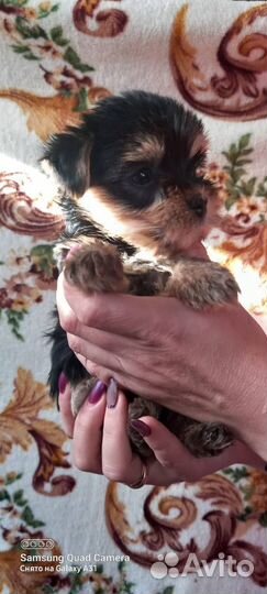 Йоркширский терьер щенки