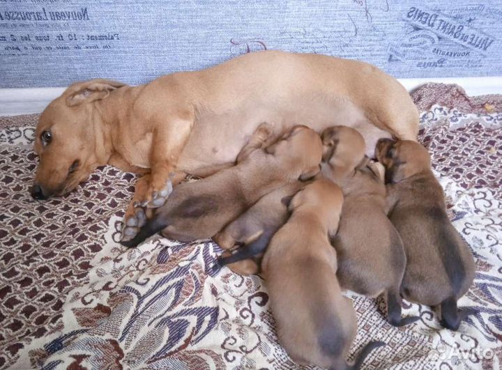 Карликовая такса щенки