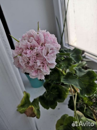 Пеларгония герань сортовая