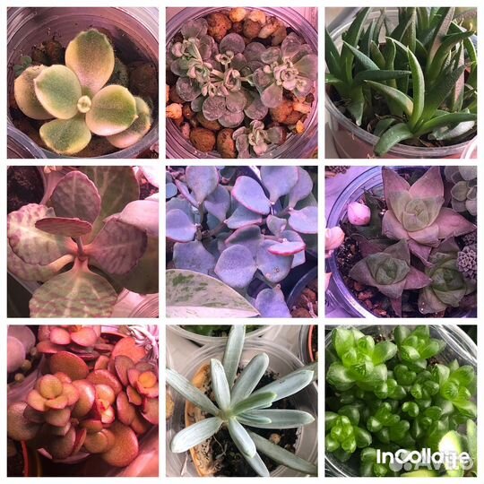 Суккуленты разные