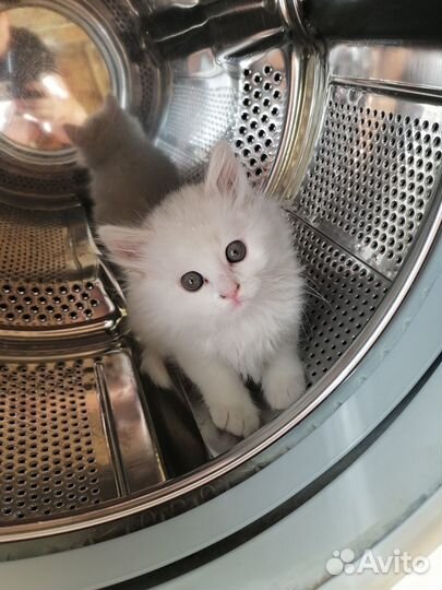 Шотланский котенок