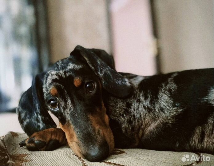 Вязка мраморная мини-такса, девочка