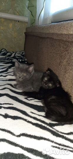Котята бесплатно