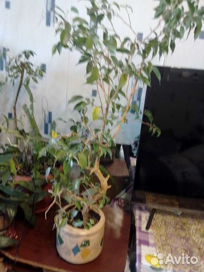 Бенджамина