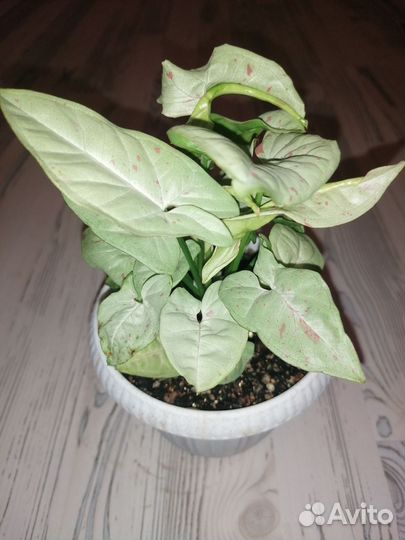 Сингониум конфетти милк