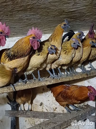 Инкубационное яйцо