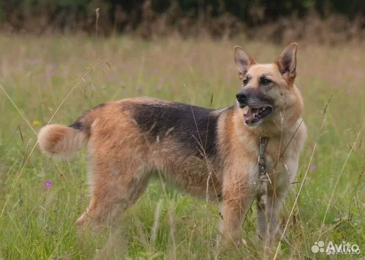 Из Приюта Собака-компаньон в Дружную семью