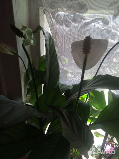 Спатифиллум