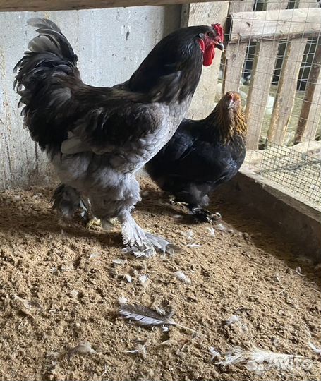 Петух брама