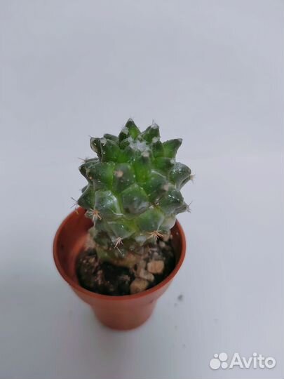 Кактус маммилярия