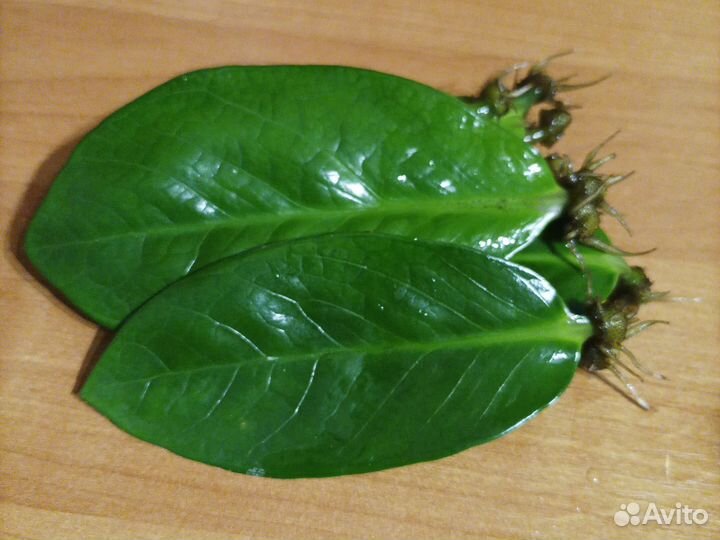 Замиокулькас, Тростянка -денежное дерево