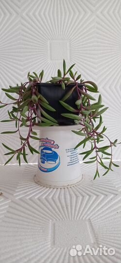 Суккуленты