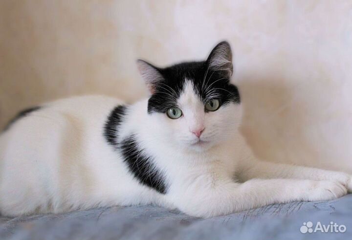 Кошечка Бэлла в добрые руки