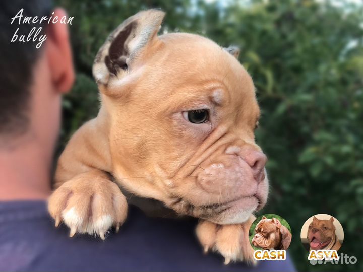 Щенки американского булли