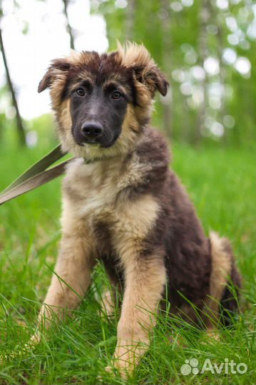 Щенок из приюта мечтает обрести семью