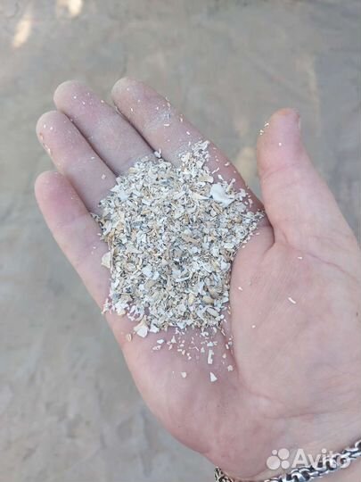 Речная ракушка