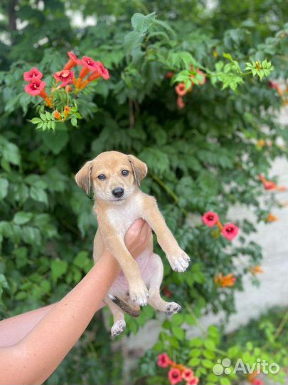 Щенок бесплатно