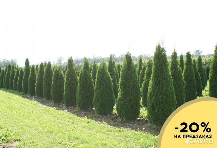 Туя Колумна