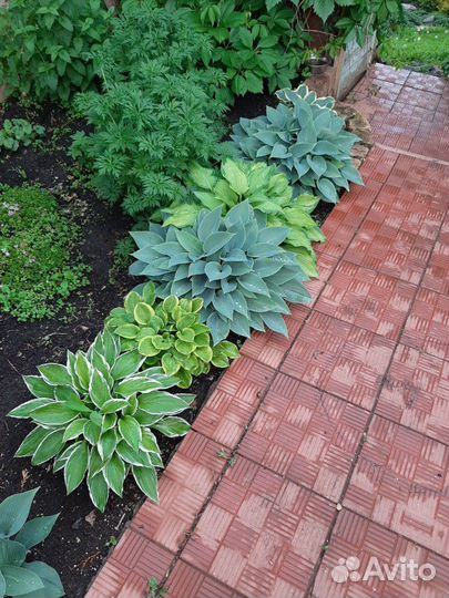 Продаются хосты