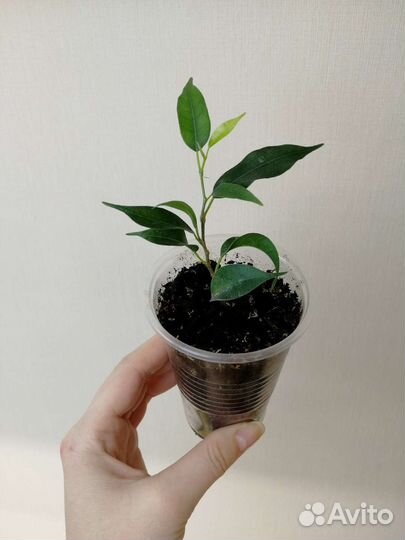 Фикус Триангулярис,Кинки,Анастасия,Барок,Лирата