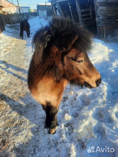 Продам пони