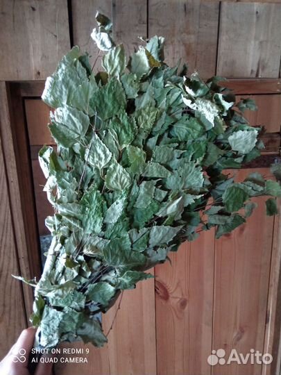 Веник березовый