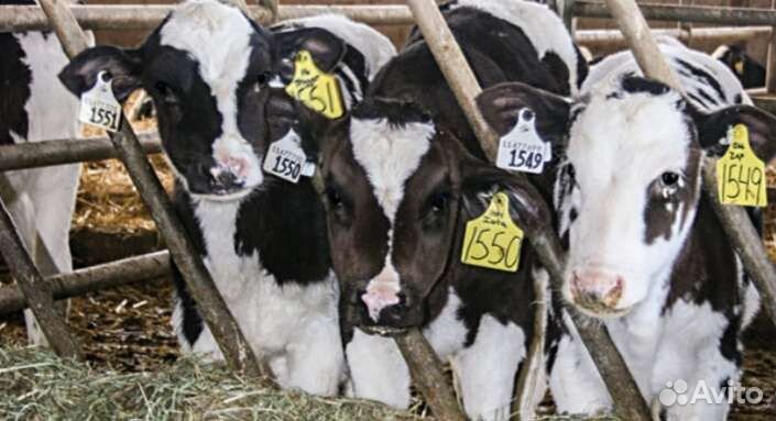 Телята бычки