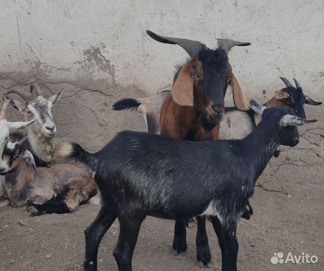 Чешский козел на случку