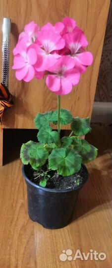 Пеларгония герань