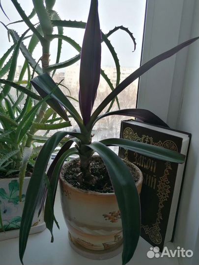 Комнатные растения