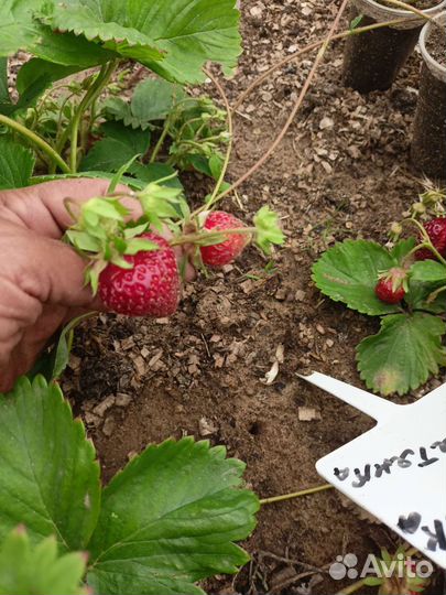 Рассада клубники Негретянка