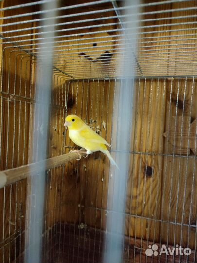 Кенора и канарейки