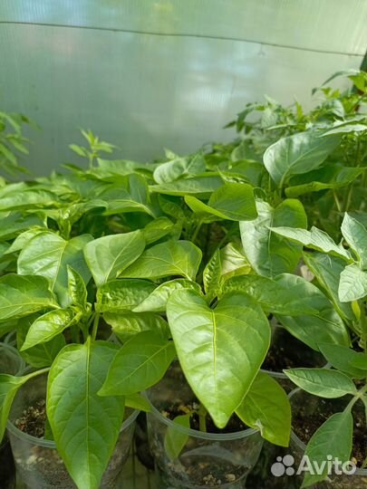 Рассада помидор, огурцов, перца, баклажан