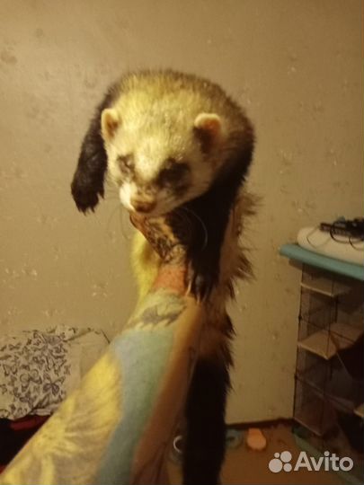 Хорек