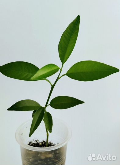 Кумкват Кукле