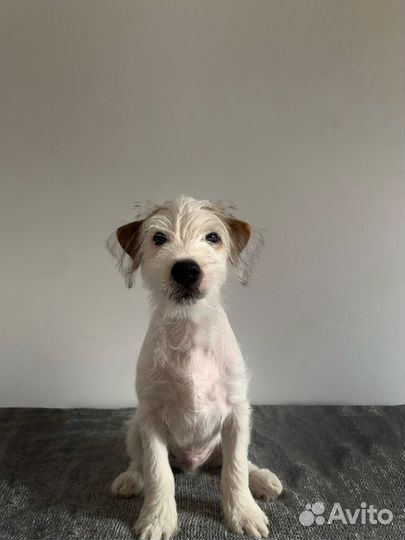 Щенки парсон рассел терьера