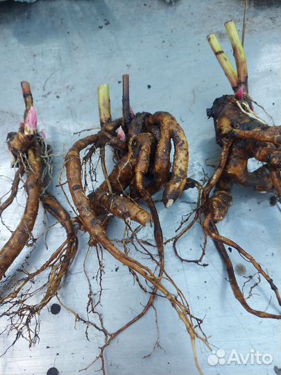 Пион Empire state