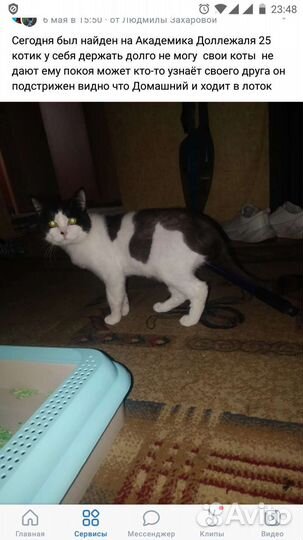Найден кот 6 мая
