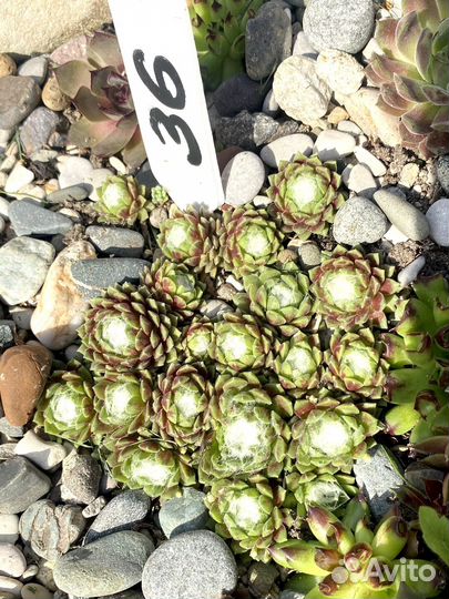 Молодило сортовые часть 3