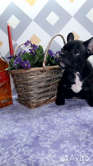 Французский бульдог мини