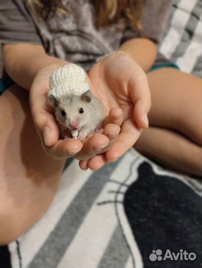 Хомячки серийские