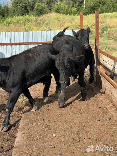 Бычки на Плем