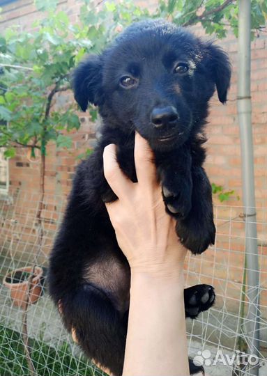 Малыши ищут семью