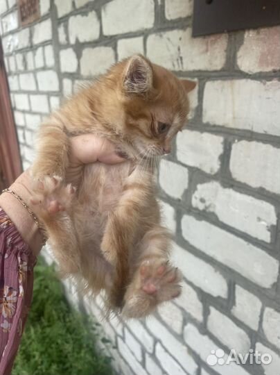 Котенок, рыжий котик в дар