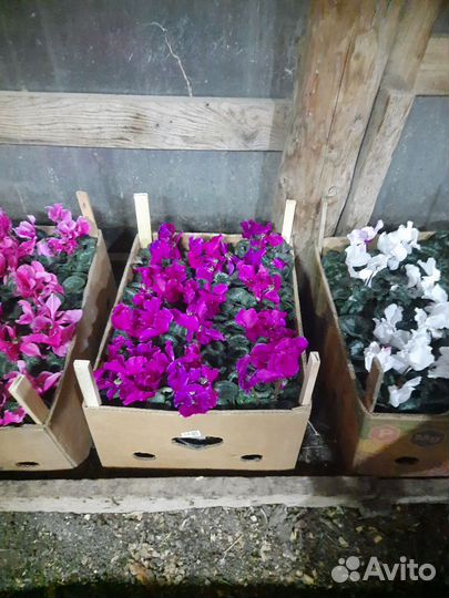 Цикломен-Тюльпан