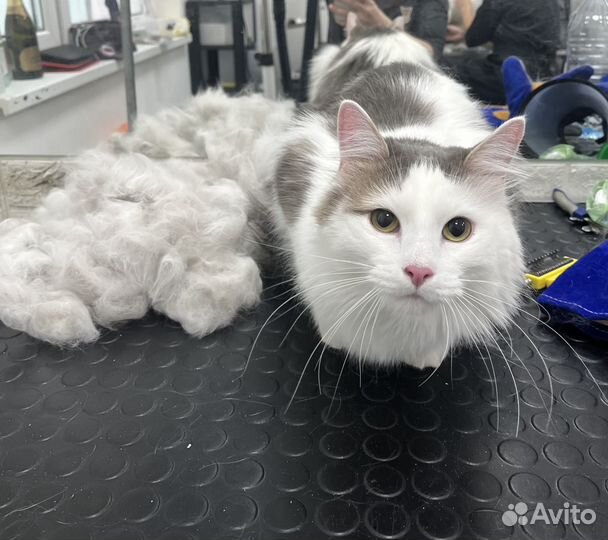 Груминг собак и кошек