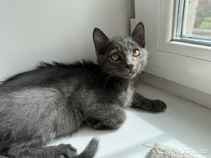 Отдаем котят в добрые руки