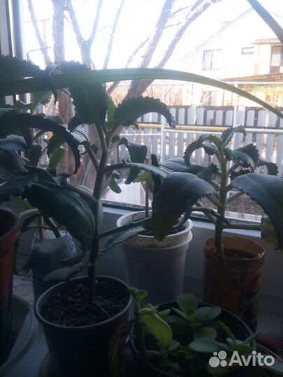 Хлорофитум,Алоэ Вера, Каланхоэ,Пальмы фиников/веер