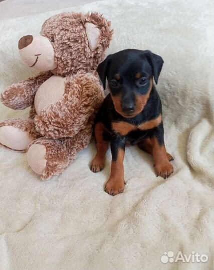 Щенок цвергпинчера, карликовый доберман,минпин