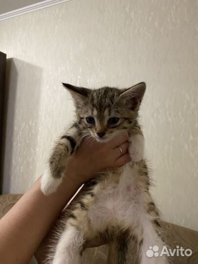 Оцикет котята